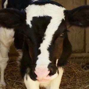 Meet your Posher, Maggie